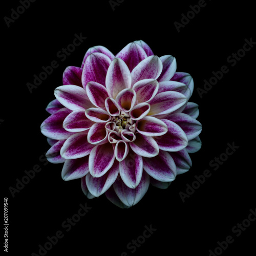 Purple, white and yellow dahlia on black