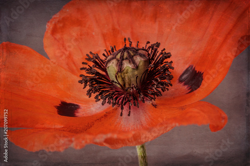 Poppy with texture, close-up, orange