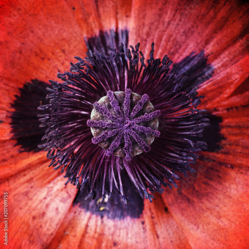 Poppy with texture, close-up, red