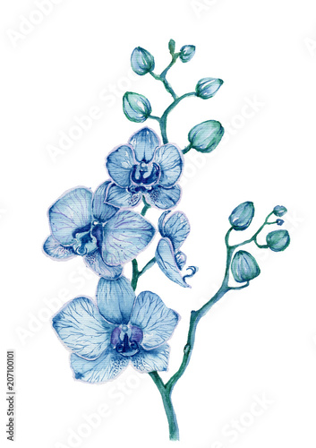 Watercolor blue orchid bouquet on white background