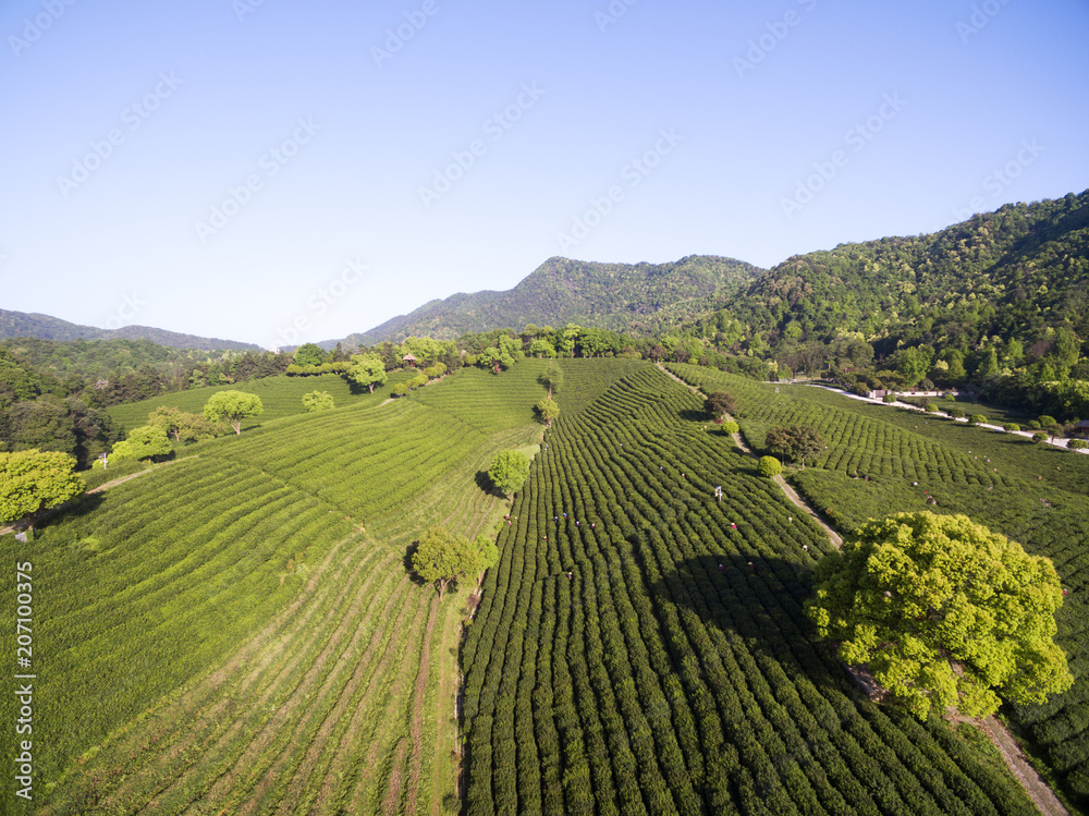 Tea Plantation On The Mountain From Aerial View with sunshine