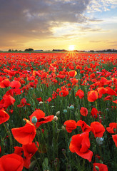 Papier peint photo Coquelicots Coucher de soleil sur champ de coquelicots  © TTstudio