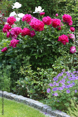Pfingstrosen in Pink und Storchschnabel in Lila im Frühlingsgarten
