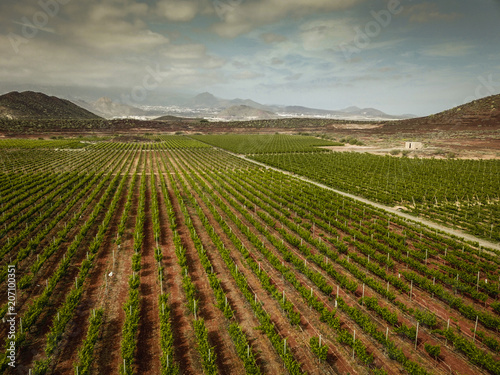 beautiful scenery view of vineyards field in tenerife. colorful with green and blue nice sky with clouds landscape. peaceful wine industry concept. aerial view and inifinte grapevine
