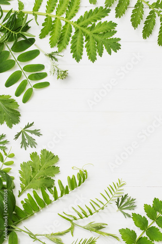 green leaves on white wooden background