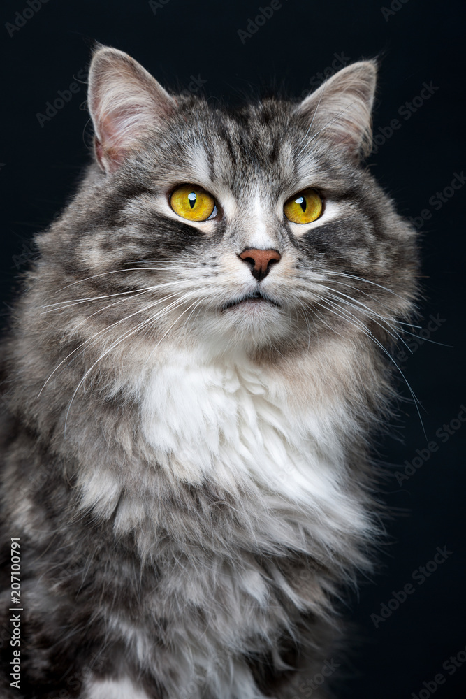 Kater, Katze Kater, Katze