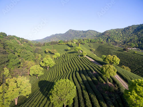 Tea Plantation On The Mountain From Aerial View with sunshine © zhu difeng