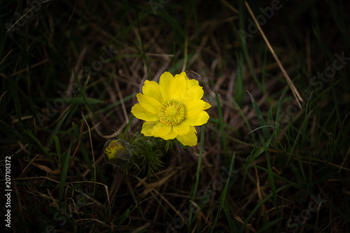Fototapeta Naklejka Na Ścianę i Meble -  Yellow flowers of spring pheasant's eye Adonis vernalis . General view of group of flowering plants on flowerbed in Ukraine