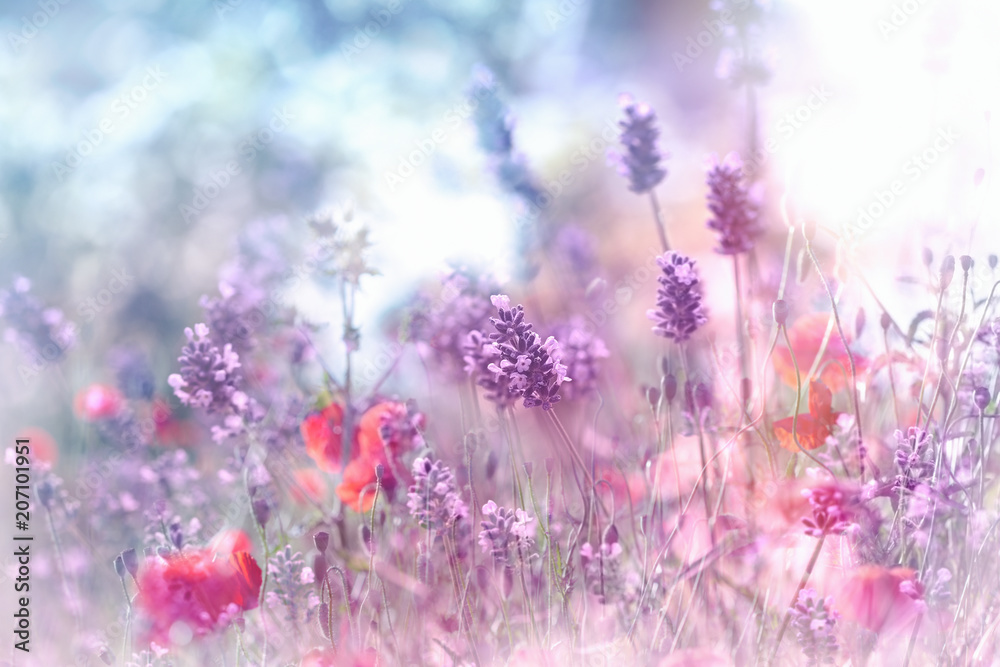 Obraz premium Selektywne i miękkie skupienie się na kwiat lawendy i kwiat maku