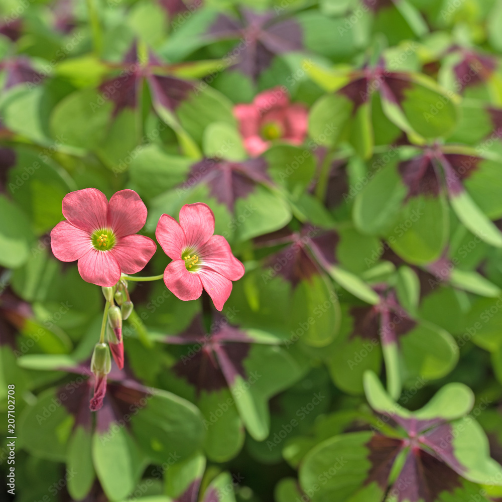 Blühender Glücksklee, Oxalis tetraphylla Blühender Glücksklee, Oxalis tetraphylla