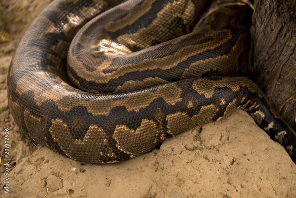 Python de Seba, Python sebae, Parc national des oiseaux du Djoudj, Sénégal Python de Seba, Python sebae, Parc national des oiseaux du Djoudj, Sénégal