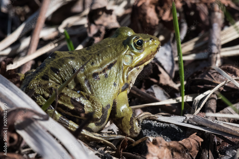 Fototapeta premium Edible frog Pelophylax esculentus Rana esculenta