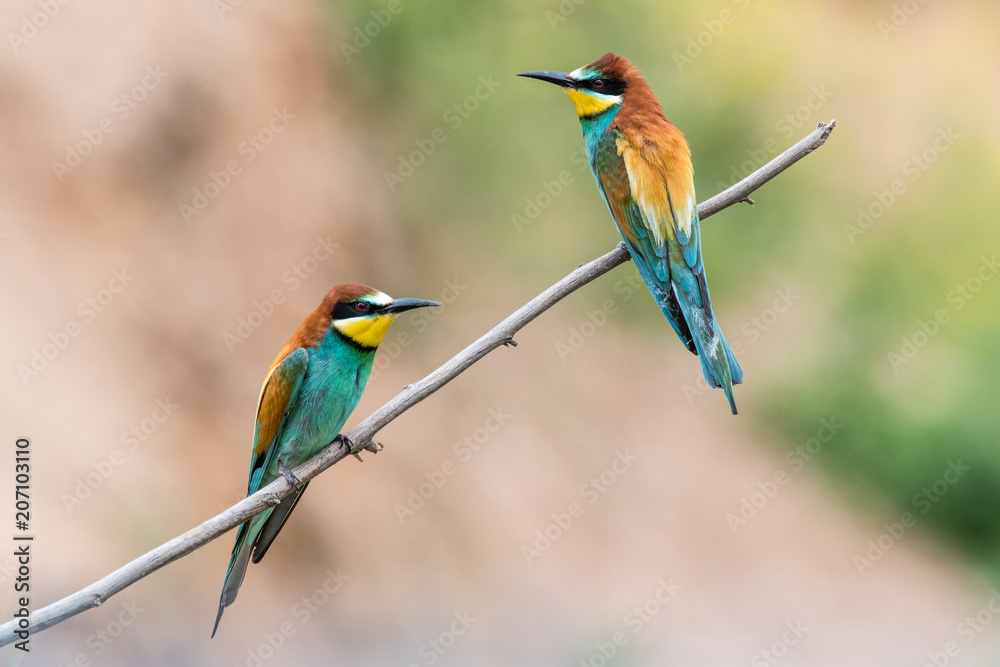 bee-eaters, Merops apiaster, siting on a branch bee-eaters, Merops apiaster, siting on a branch