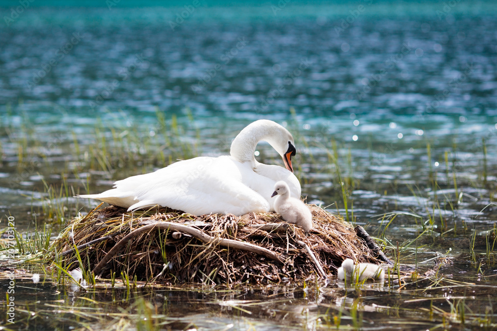 Obraz premium Gniazdo łabędzia w górskim jeziorze. Matka ptak i dzieci