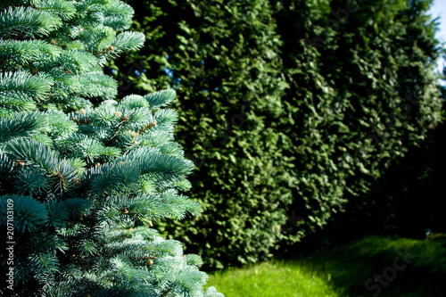 blue spruce branches on a blurry background of a garden  Tula Region  Russia