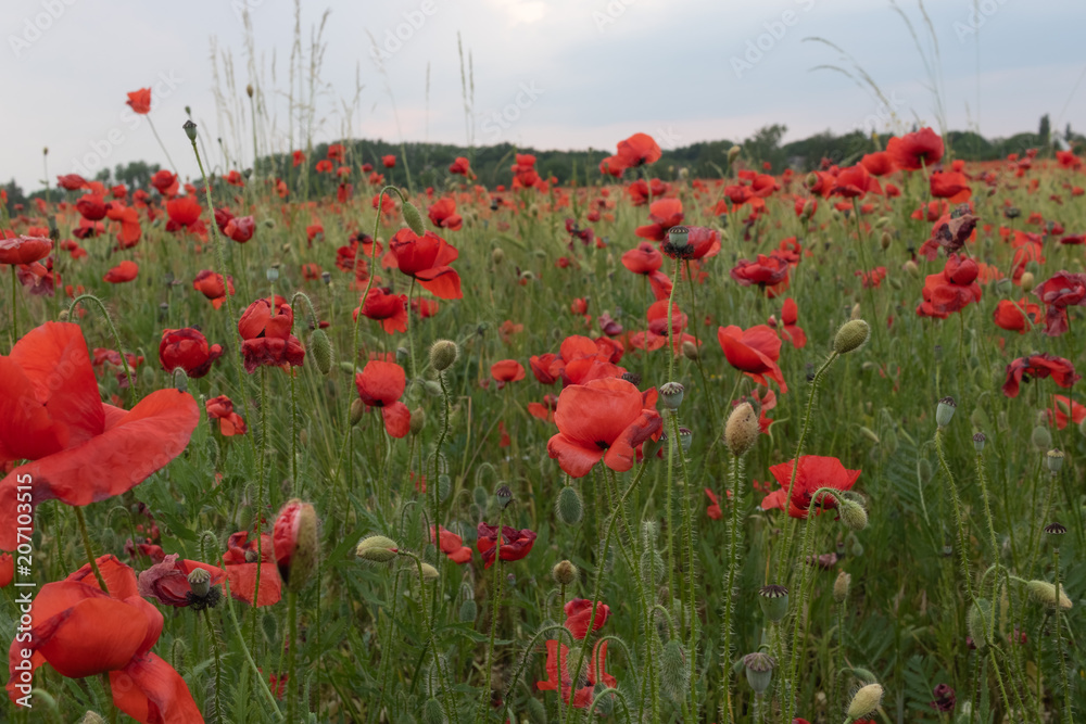 Obraz premium Large filed of beautiful red poppies in blossom, sunset, soft light, tall growing wildflowers, sun is going down on the horizon, vibrant colors