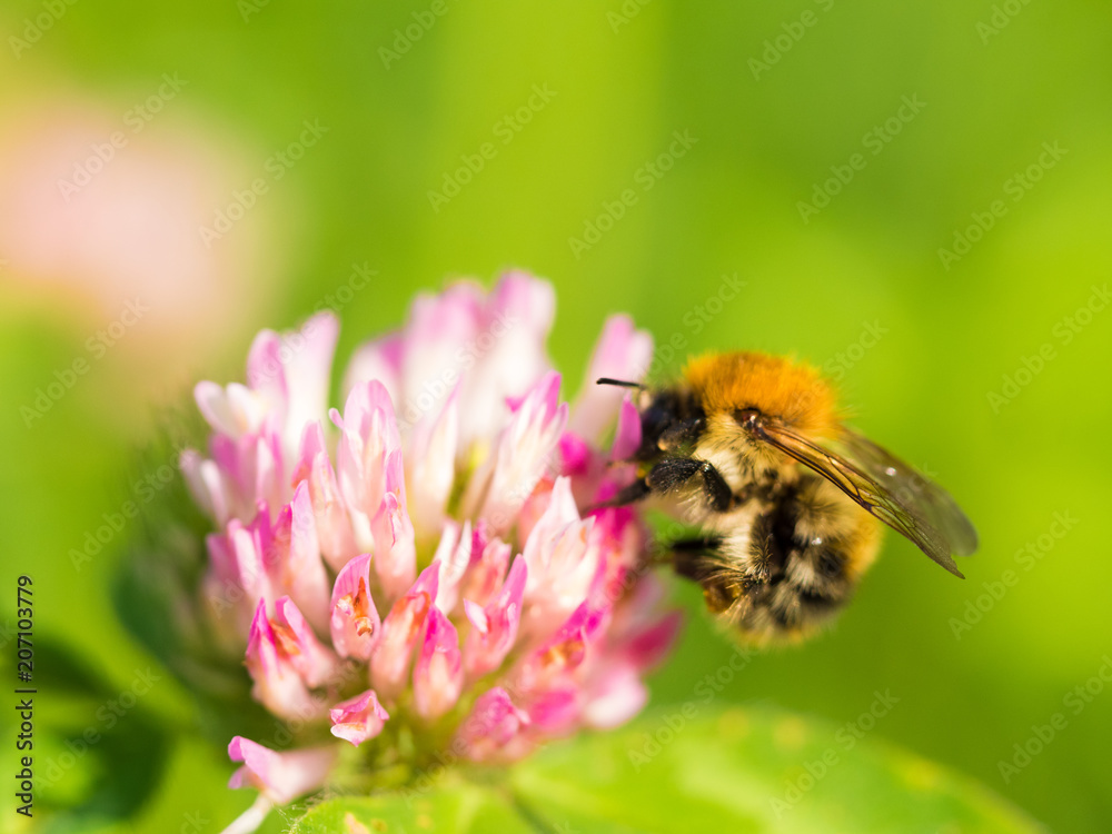 Bee Pollinating On Flower Bee Pollinating On Flower