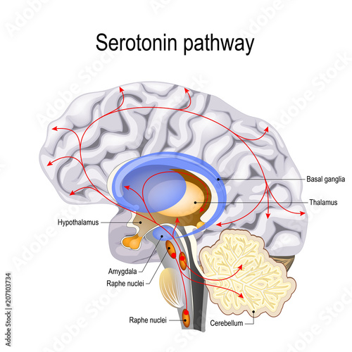 Serotonin pathway photo