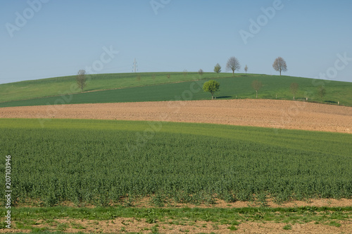 Agricultural field. crop growing, green and yellow hills, horizon curvy line, vibrant colors, daylight, springtime