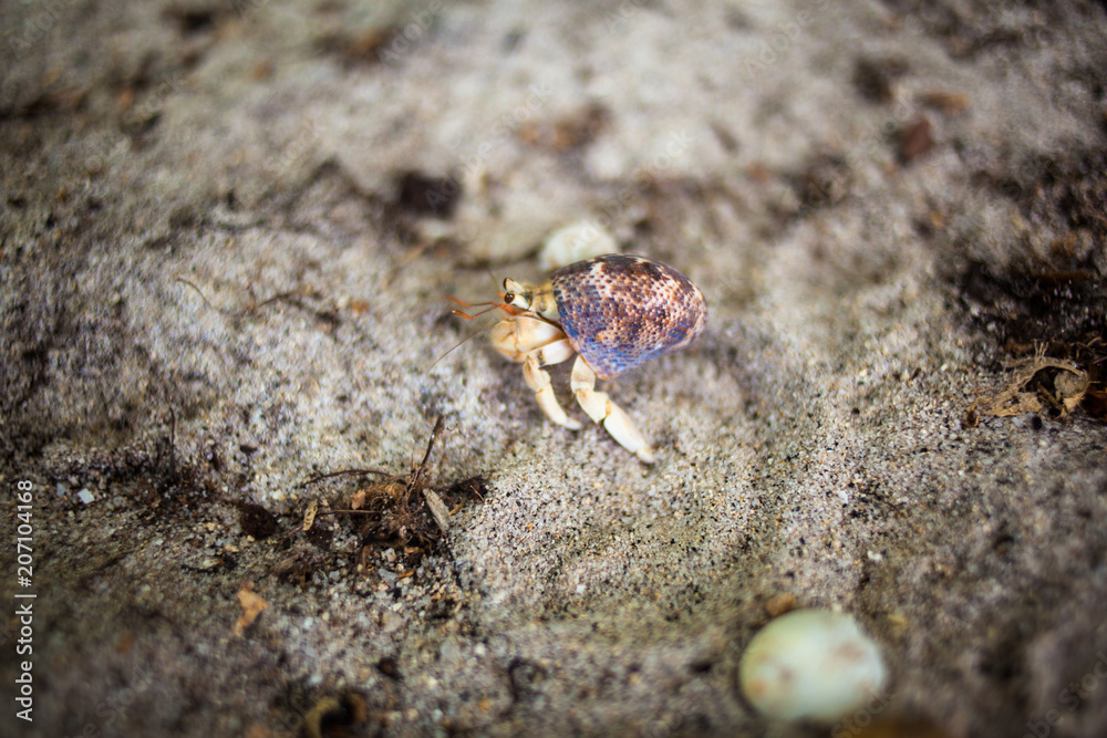 Hermit crab on beach