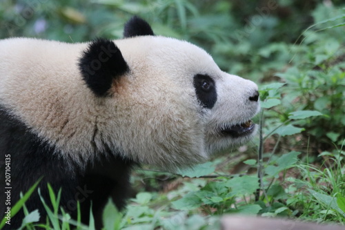 Fototapeta Naklejka Na Ścianę i Meble -  Close up Fluffy Face of Panda, China