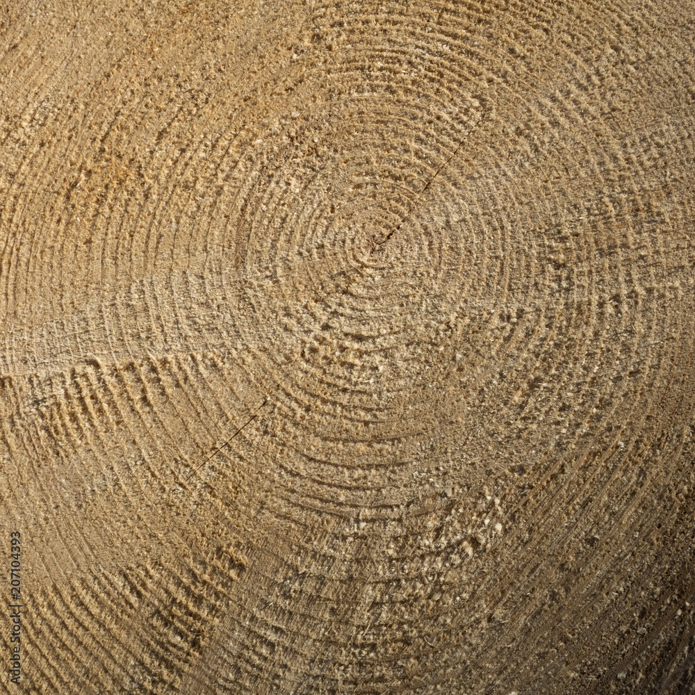 Fototapeta premium Jahresringe, Baumscheibe, Naturpark Arnsberger Wald, Sauerland, Nordrhein-Westfalen, Deutschland