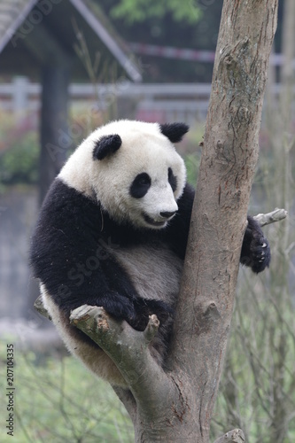 Fototapeta Naklejka Na Ścianę i Meble -  Giant Panda on the Tree, Bifengxia, China