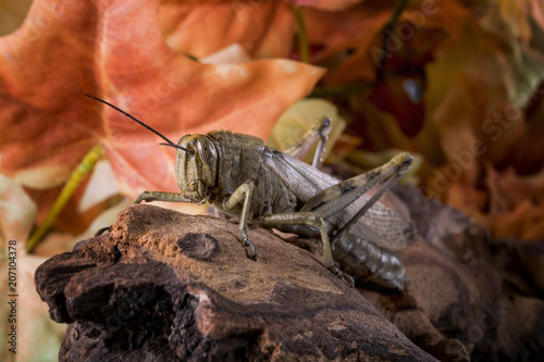 Close-up of a grasshopper, perched on an old wood