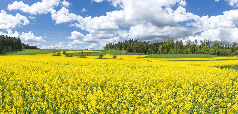 Obraz premium Blühende Rapsfelder zwischen Wäldern mit imposanten Wolken 