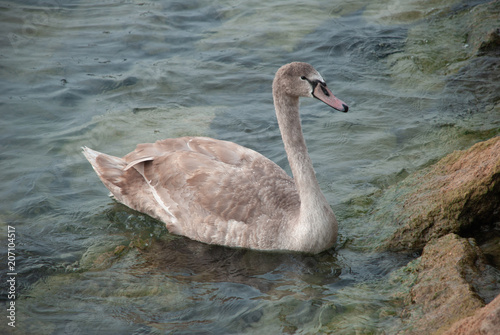 Swan near the rocks in the water