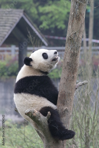 Fototapeta Naklejka Na Ścianę i Meble -  Giant Panda on the Tree, Bifengxia, China