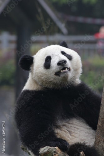 Fototapeta Naklejka Na Ścianę i Meble -  Giant Panda on the Tree, Bifengxia, China