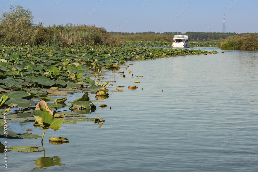 White Touristic Boat along the Mincio River in Mantua -Italy - with Many Lotus Flower Green Leaves White Touristic Boat along the Mincio River in Mantua -Italy - with Many Lotus Flower Green Leaves