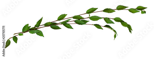 Bunch of fresh twigs with green leaves