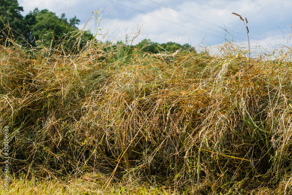 Fototapeta premium Trockene Sommerwiese