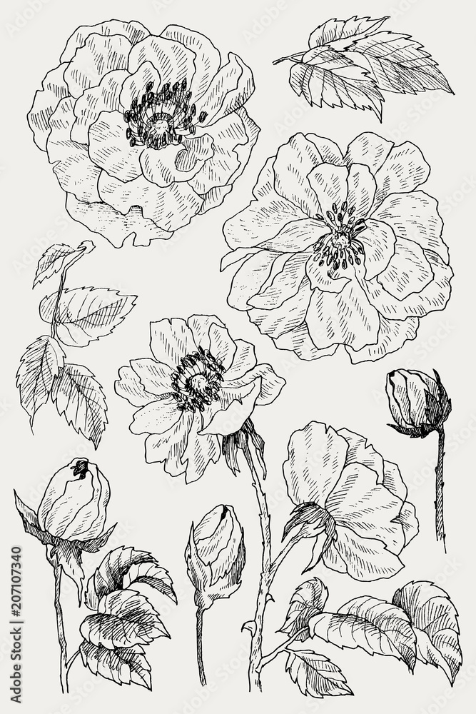 Wild roses blossom branch isolated on white. Vintage botanical hand drawn illustration. Spring flowers of garden rose, dog rose. Vector design