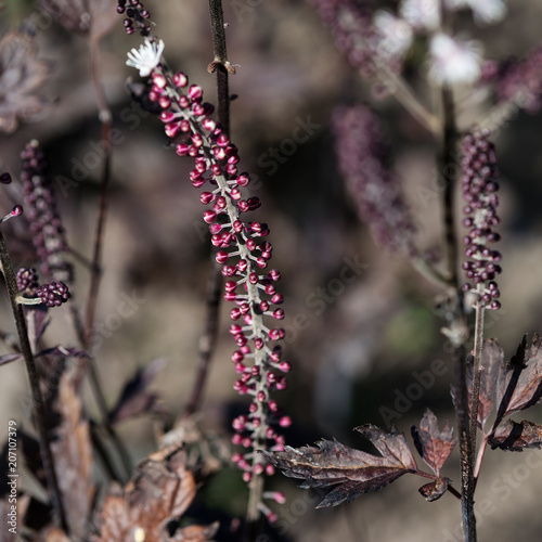 Flower Cimicifuga simplex