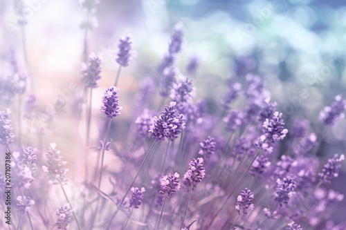 Fototapeta Naklejka Na Ścianę i Meble -  Selective and soft focus on lavender flower, beautiful lavender in flower garden 