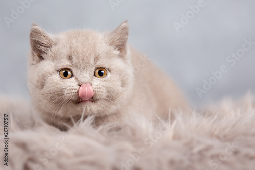 Fototapeta Naklejka Na Ścianę i Meble -  Britisch Kurzhaar Kitten Kater in lilac zeigt Zunge