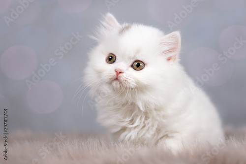 BLH - Britisch Langhaar Kitten in weiß - selten und sehr süß © Wabi-Sabi Fotografie