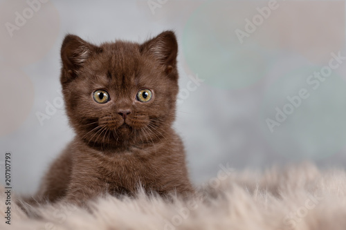 Britisch Kurzhaar Kitten Kater in chocolate - Teddybär