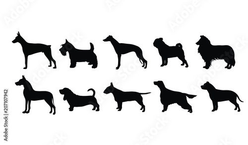 10 Dog Breeds 2
