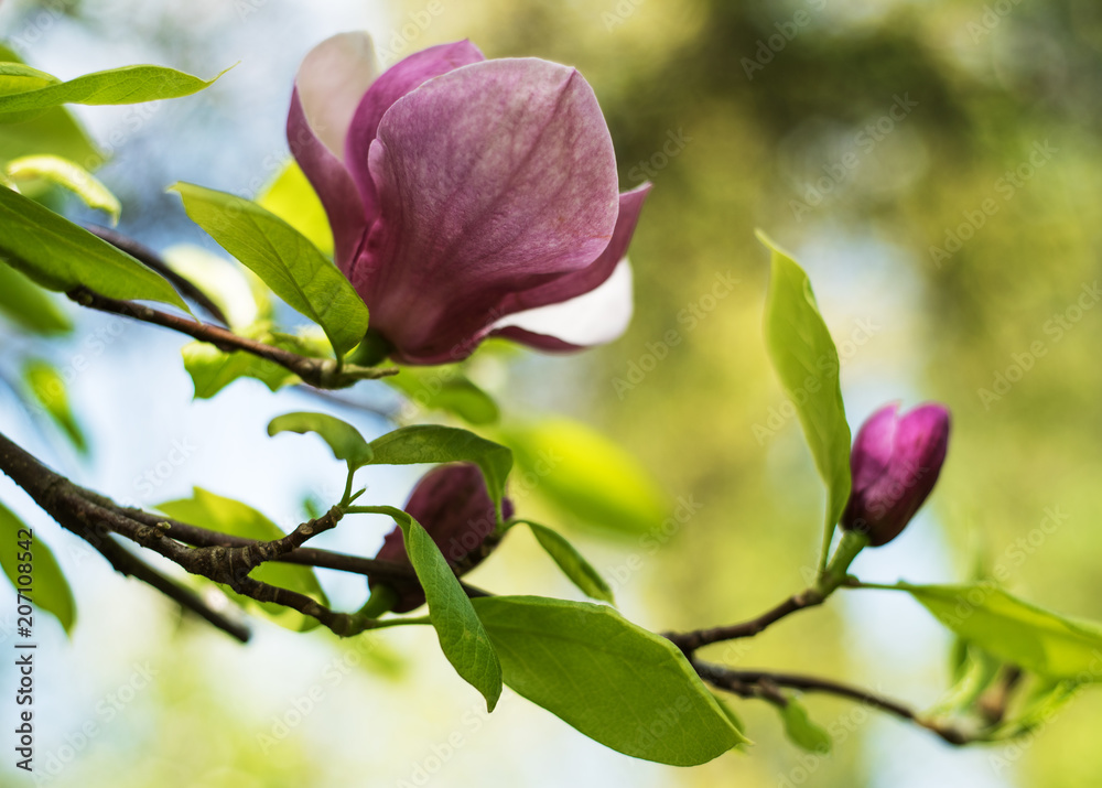 Spring magnolia flowers Spring magnolia flowers