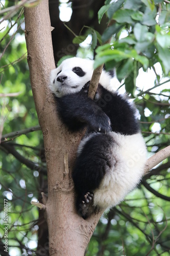 Little Panda Cub Sleeps on the Tree, China © foreverhappy