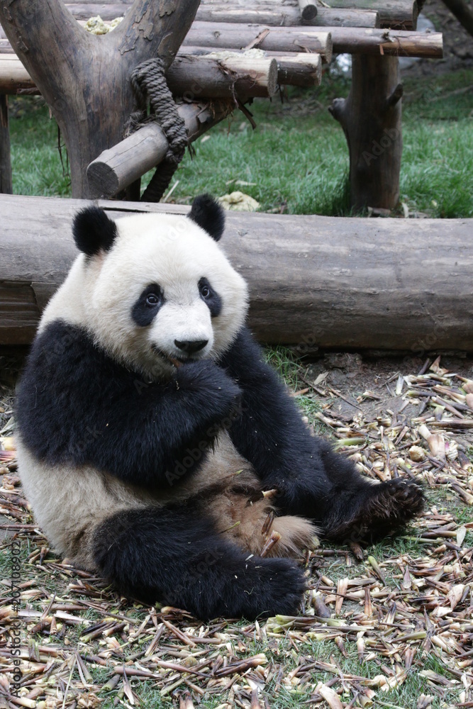Obraz premium giant panda eating bamboo, Chengdu, China
