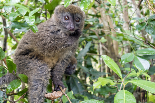 Eastern lesser bamboo lemur (Hapalemur griseus ), Madagascar