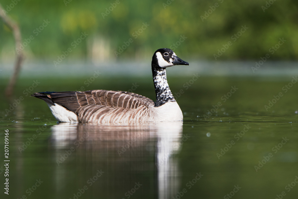 Obraz premium Canada Goose, Branta Canadensis