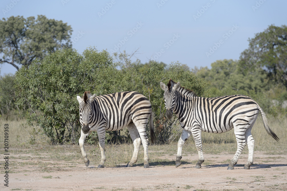 Burchell's zebra or Plains zebra (Equus quagga), looking at camera, Kruger National Park, South Africa Burchell's zebra or Plains zebra (Equus quagga), looking at camera, Kruger National Park, South Africa