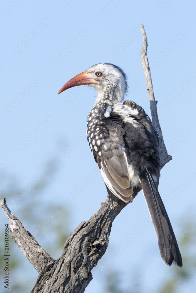 Southern red-billed hornbill (Tockus erythrorhynchus), sitting on a tree stump against blue sky, Kruger National Park, South Africa. Southern red-billed hornbill (Tockus erythrorhynchus), sitting on a tree stump against blue sky, Kruger National Park, South Africa.