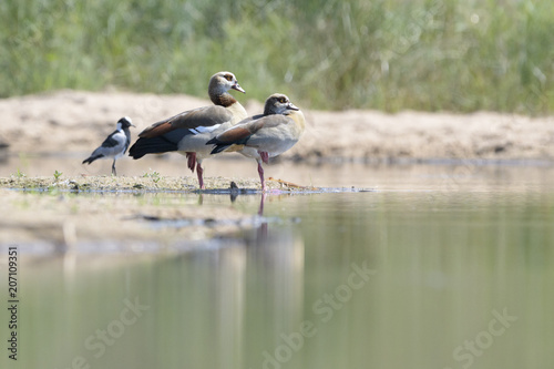 Egyptian goose (Alopochen aegyptiaca), at riveredge, Kruger National Park, South Africa